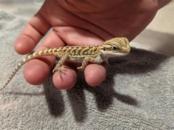 How much does a bearded dragon baby cost?