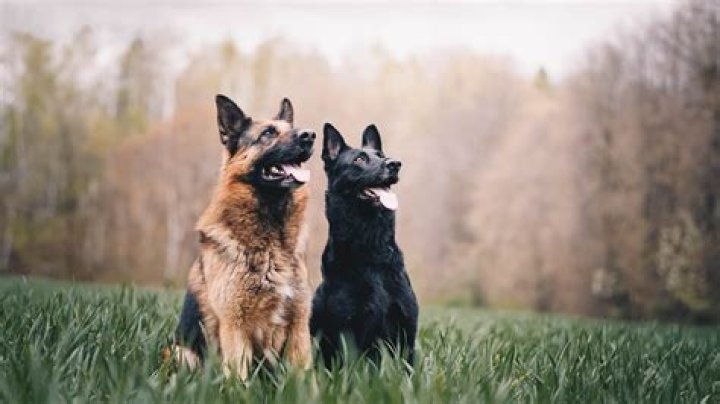 How much does a black and tan German Shepherd cost?