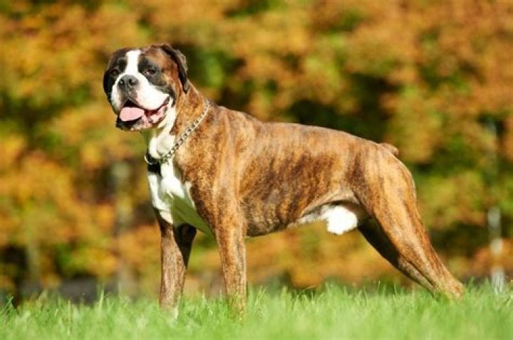 How much does a boxer from a breeder cost?
