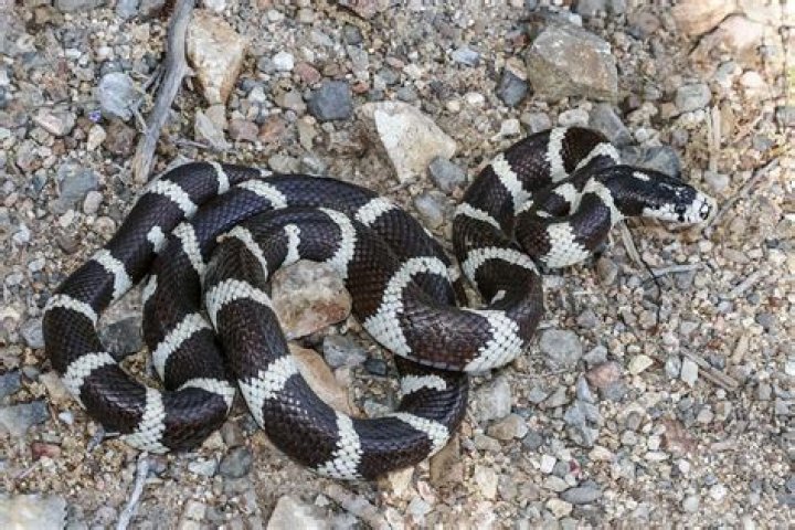 How much does a California king snake cost?