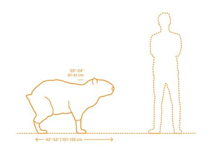 How much does a capybara weigh?