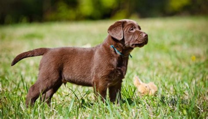 How much does a chocolate Labrador puppy cost?