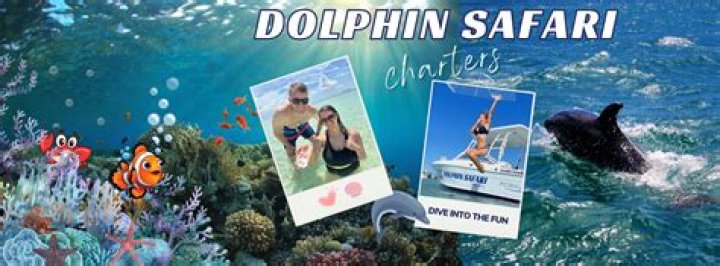 How much does a dolphin tour cost?