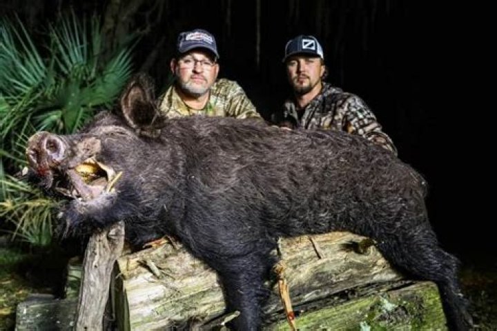 How much does a hog hunt cost in Florida?