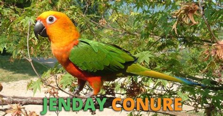 How much does a Jenday conure cost?