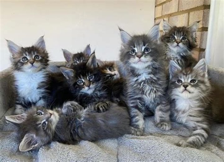 How much does a Maine coon kitten cost in Texas?