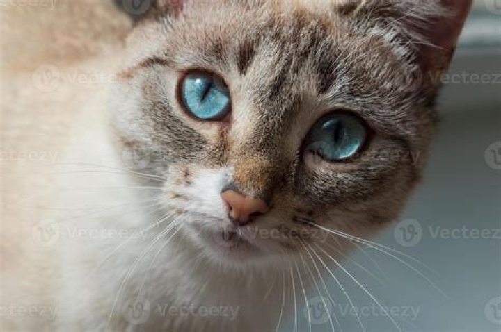 How much does a Ojos Azules cat cost?