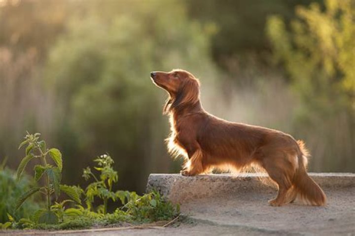 How much does a pedigree dachshund cost?