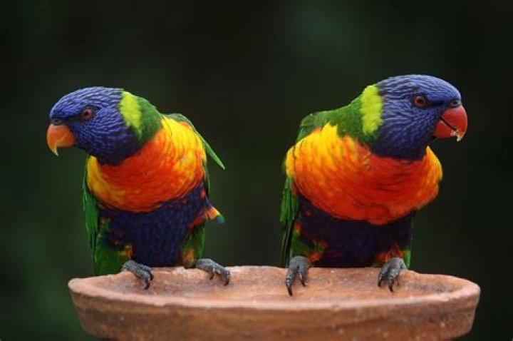 How much does a Rainbow Lorikeet cost?