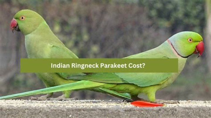How much does a ringneck cost?