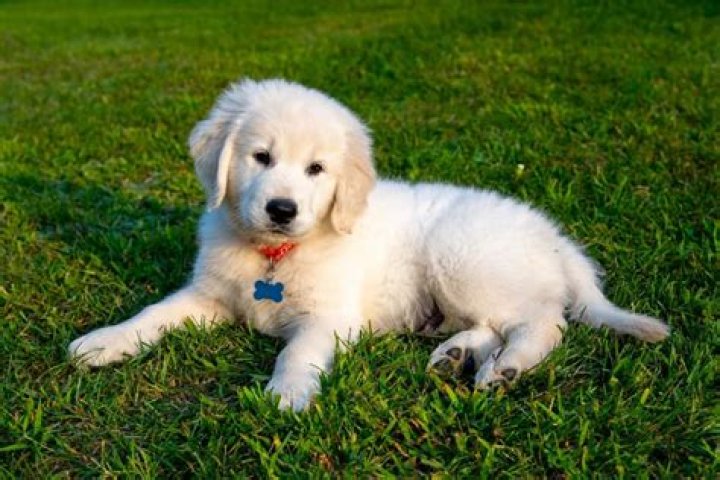 How much does an English cream golden retriever cost?