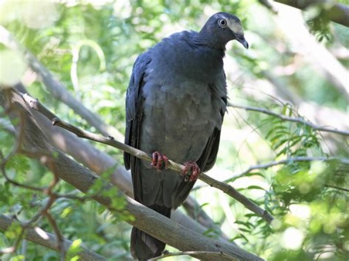 How much does eBird cost?
