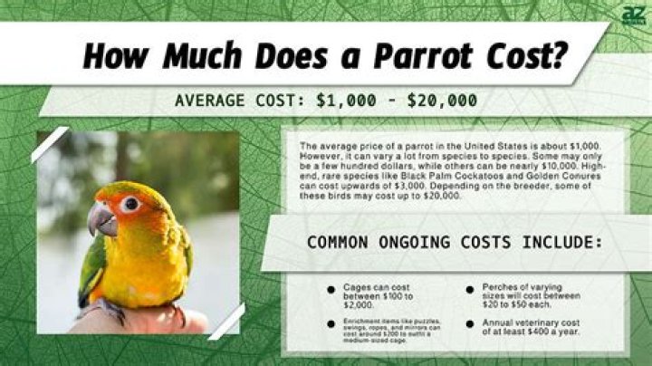 How much does it cost to adopt a scarlet macaw?