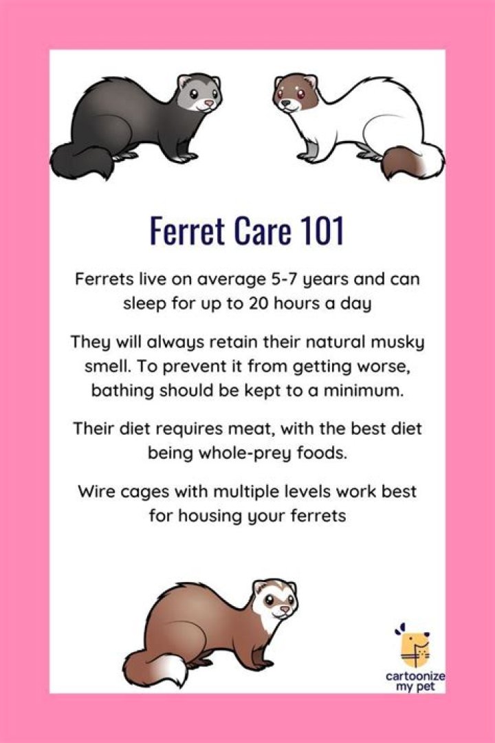 How much does it cost to buy and take care of a ferret?