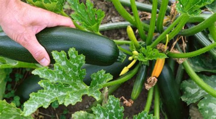 How much does zucchini sell for?