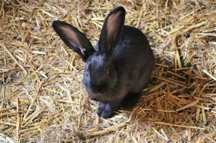 How much is a Beveren rabbit?