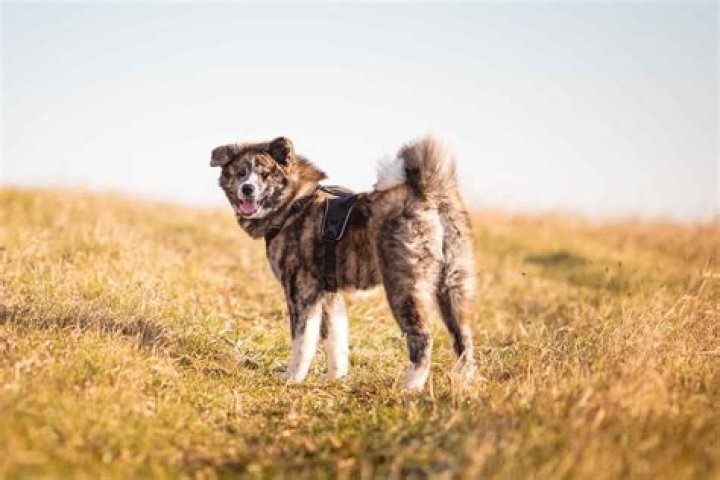 How much is a brindle Akita?