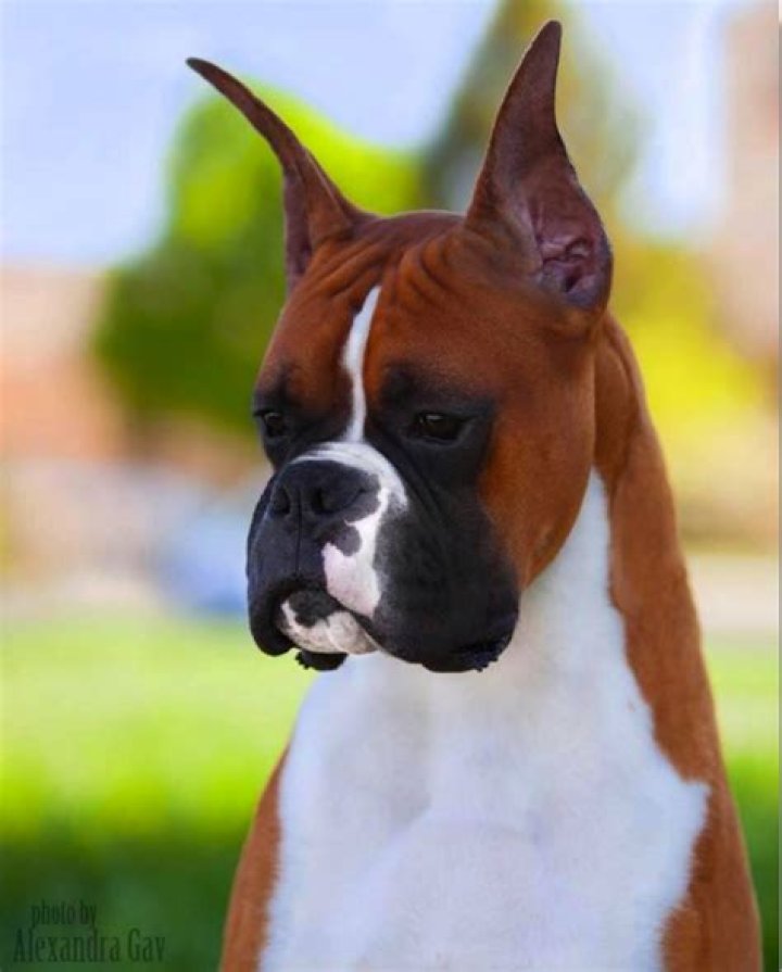 How much is a champion boxer dog?