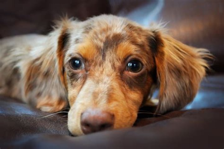 How much is a Chiweenie dog worth?