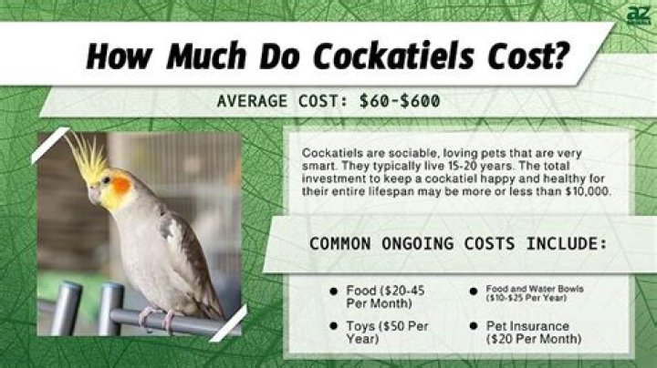 How much is a cockatiel in Australia?