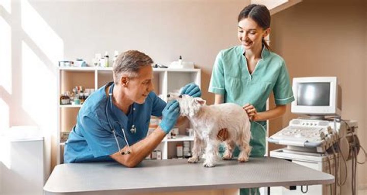 How much is a dog check up?