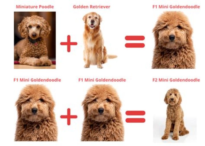 How much is a F1 mini goldendoodle?