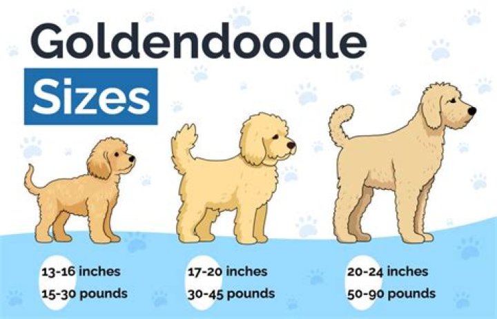 How much is a Goldendoodle in New York?