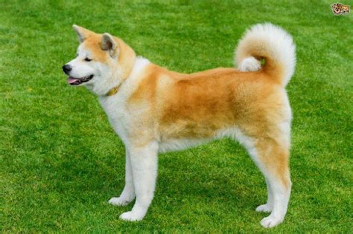 How much is a Japanese Akita puppy?
