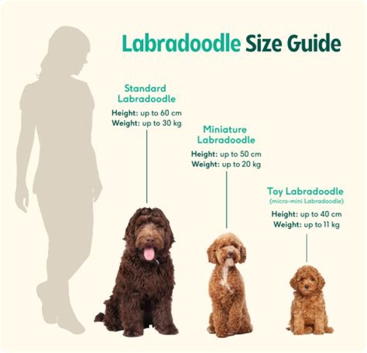 How much is a Labradoodle in Wisconsin?