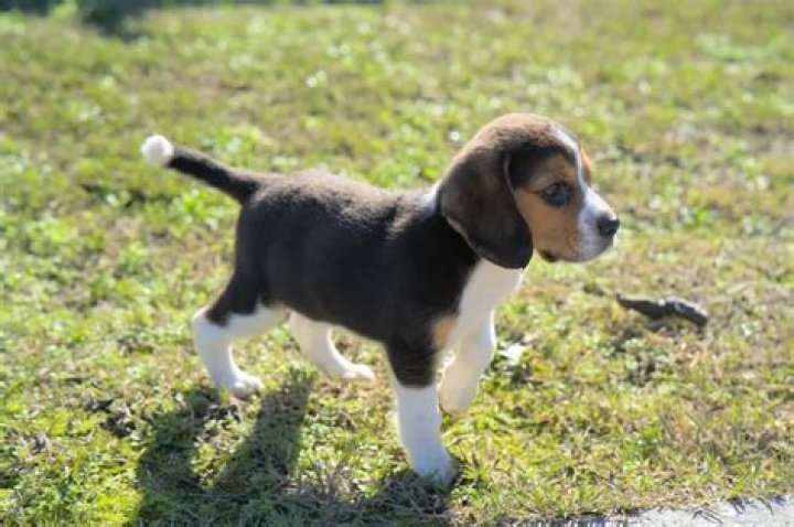 How much is a purebred pocket beagle?