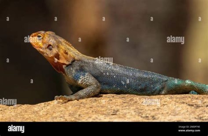 How much is a red headed Agama?
