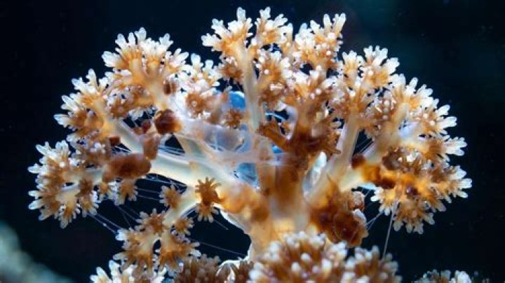 How much light does a Kenya tree coral need?