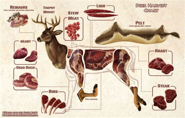 How much meat do you get from a 180 lb deer?