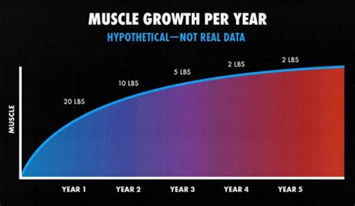 How much muscle can you realistically gain in a year?