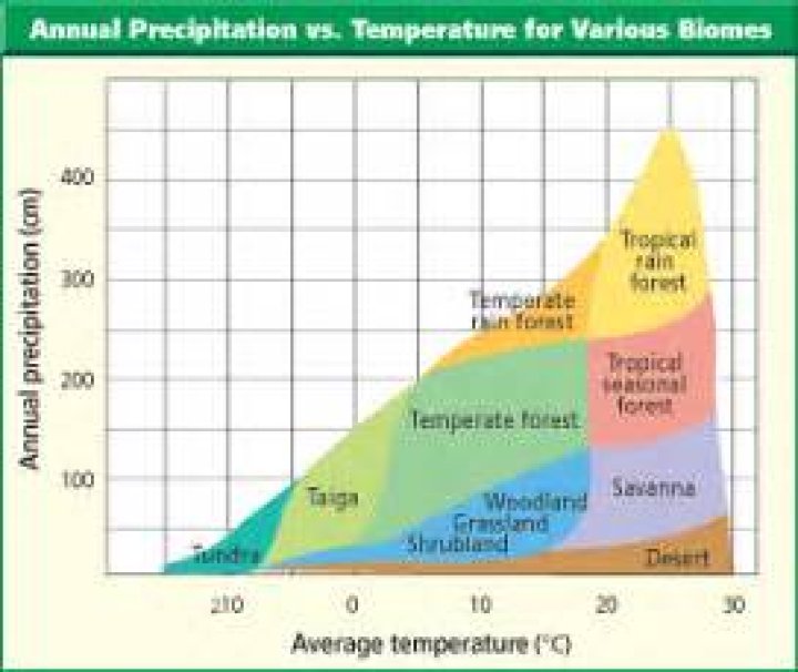 How much precipitation does the temperate rainforest get?