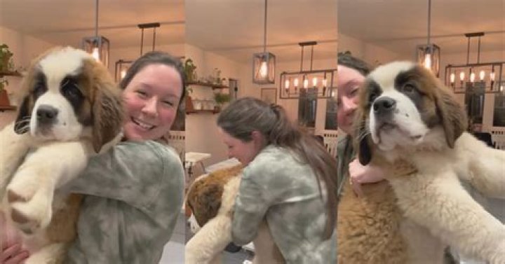 How much should a 3 month old Saint Bernard weight?