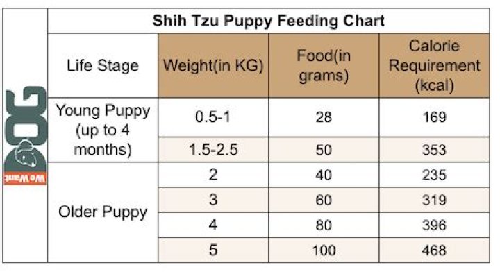How much should you feed a Shih Tzu?