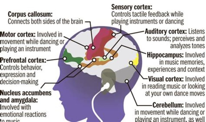 How music is encoded in the brain?