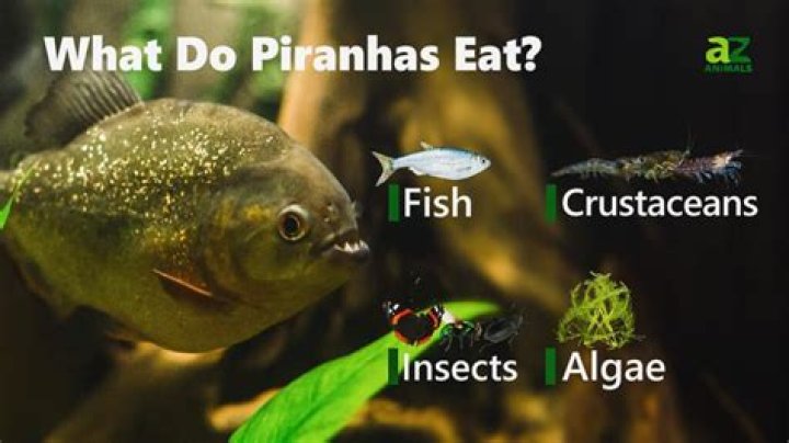 How often do piranhas eat?