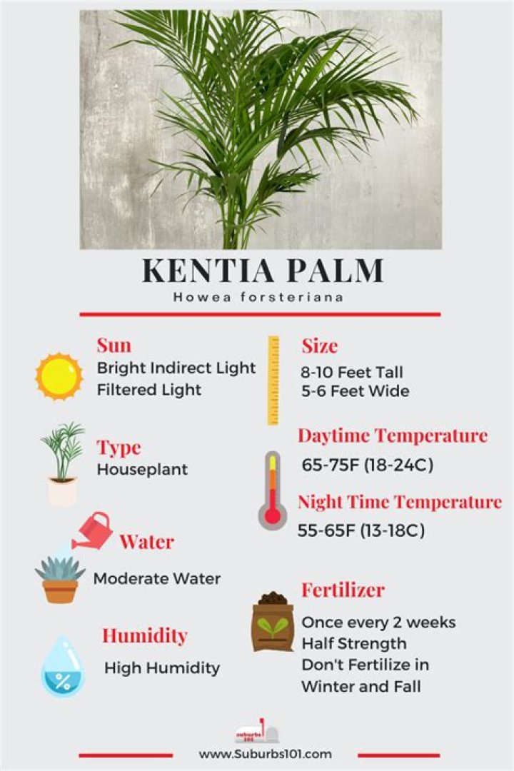 How often do you water a Kentia palm?