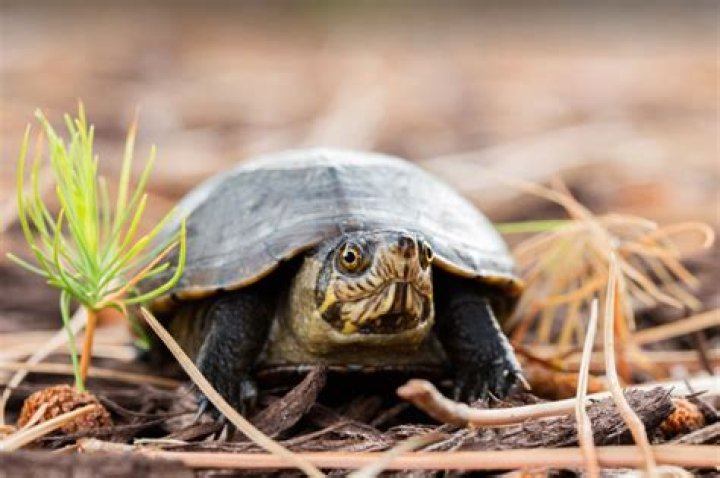 How old can a mud turtle get?