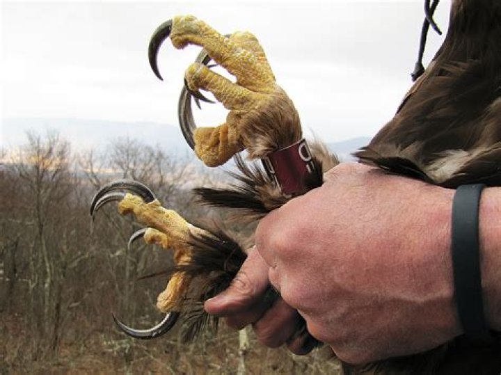 How strong are golden eagle talons?