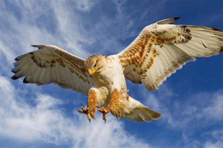 How strong are red-tailed hawk talons?