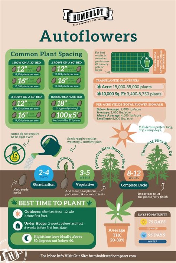 How tall are Autoflower Northern Lights?