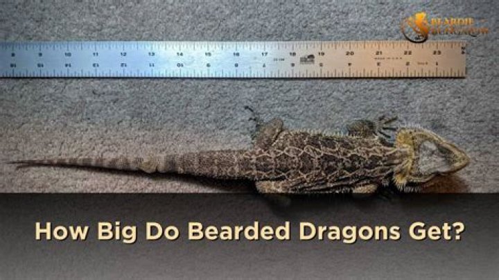 How tall do bearded dragons get?