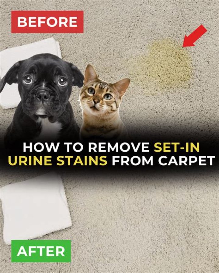 How to remove set in urine stains from carpet?