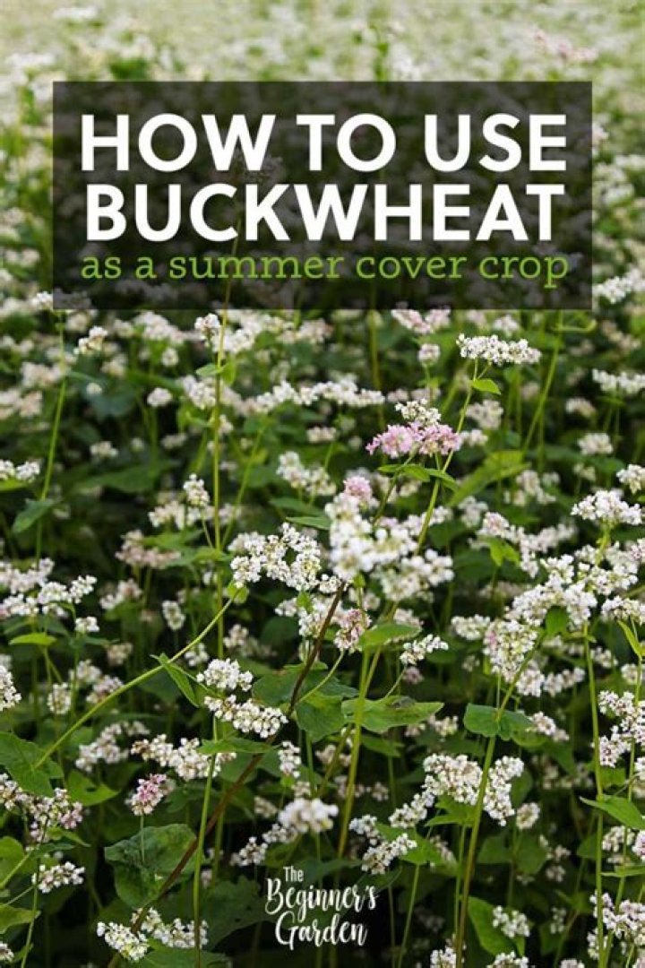 How to use Tartary buckwheat?