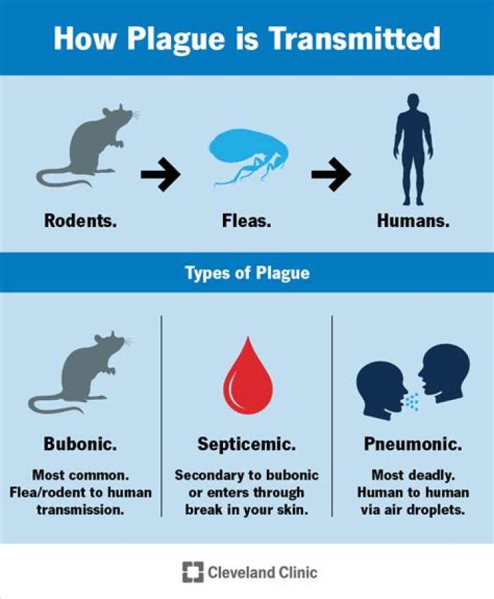 How was the plague treated Was it successful?