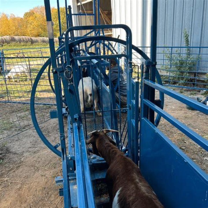 How wide should a goat chute be?