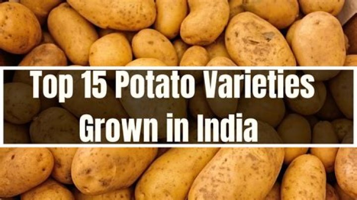 In which season potato is grown in India?